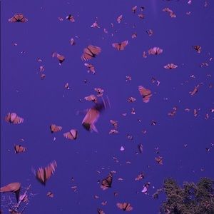 Meet your Posher, Teannah